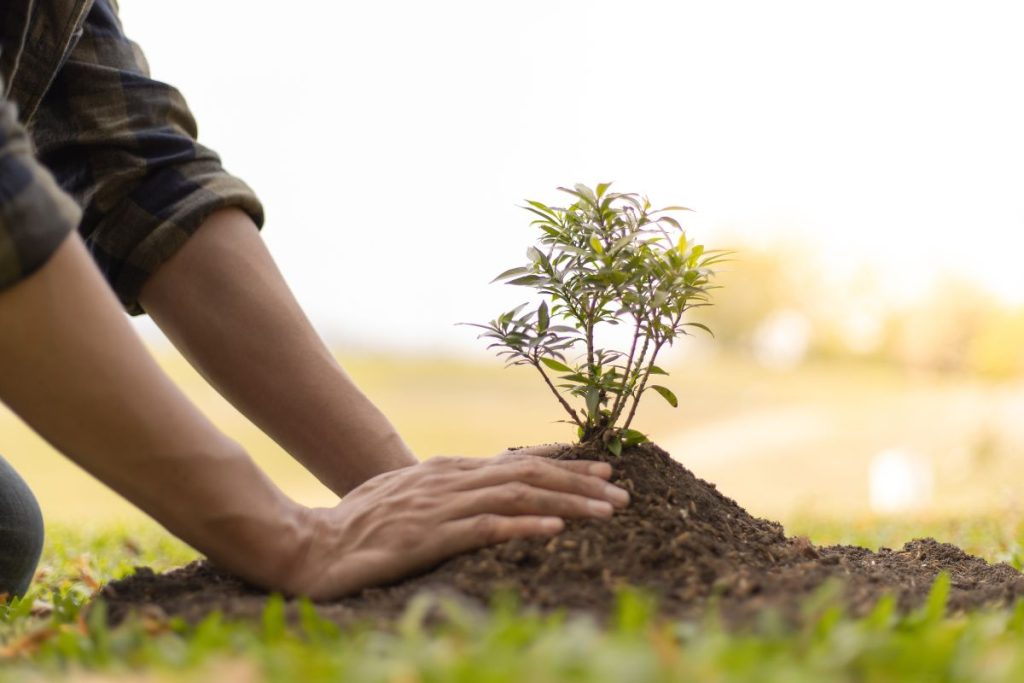 Person planting tree - A Growth Mindset and Non-Dualistic Thinking – Why You Should Embrace Them