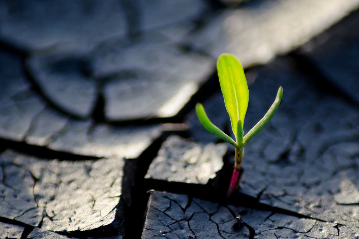 Plant poking through ground - How to Embrace the Discomfort of Change