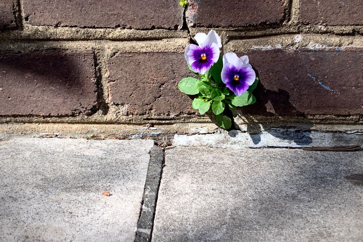 Flower growing in concrete - The Real Importance of Resilience 